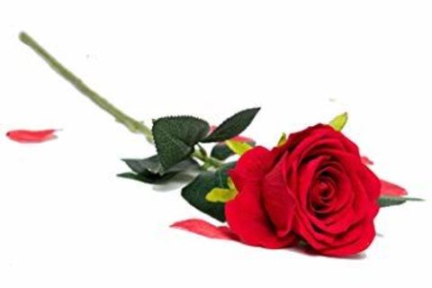 One Fake Rose 