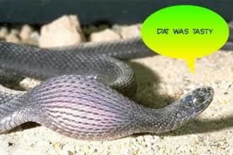 Wallet Weeps As Woebegone Former Mister Or Missus Snake
