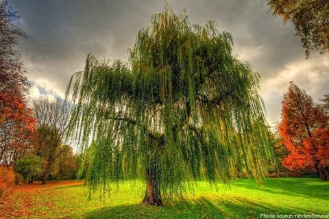 The willow tree