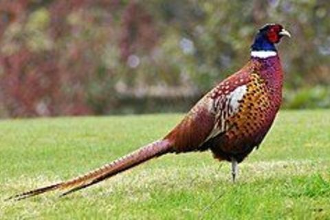 Our common pheasant