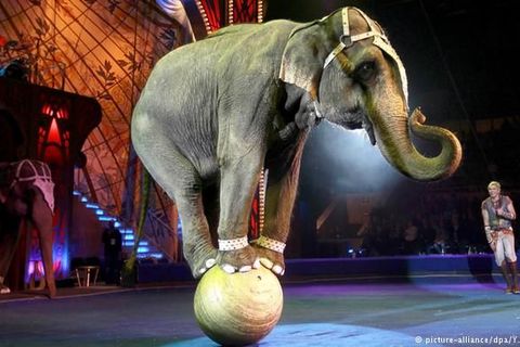 The African elephant ?