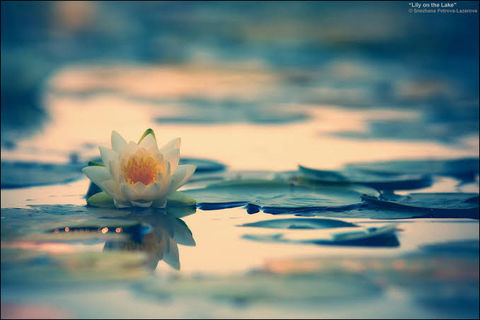 White Lillies.