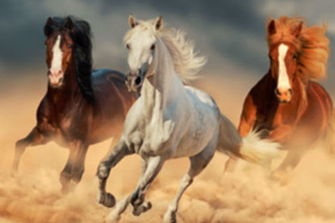 The Majesty Of The Horse