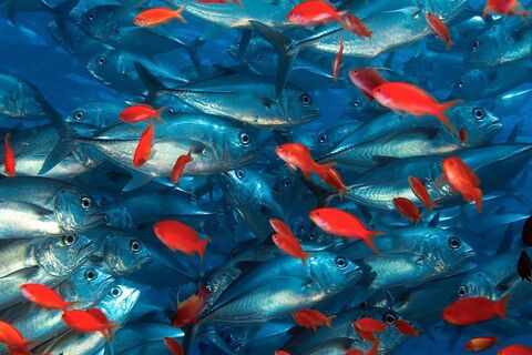 Contrasting fish