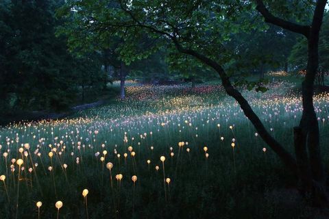 Meadow