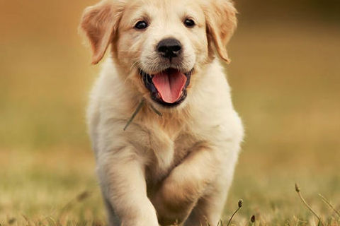 Annie, Our Golden Retriever