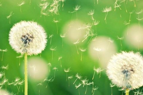 Dandelions
