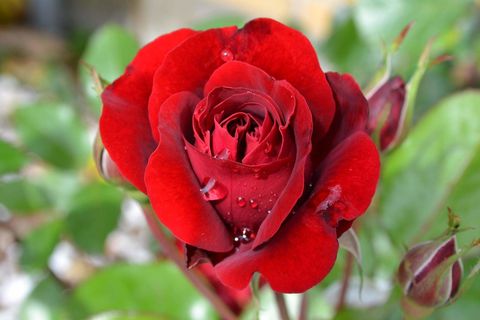 The End of Rosebuds
