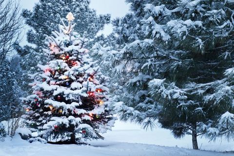 Christmas Haiku 