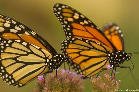 Butterflies