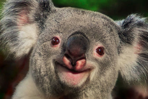 Aussies
