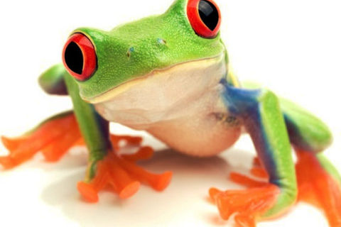 Antifroggation
