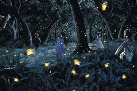 Fire Flies