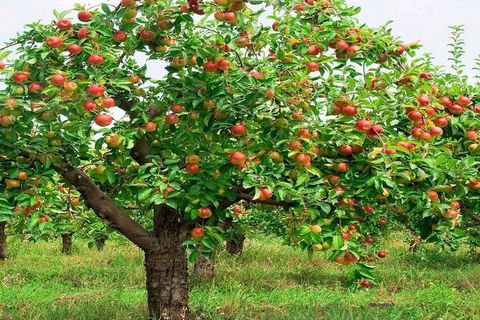 THE APPLE TREE 