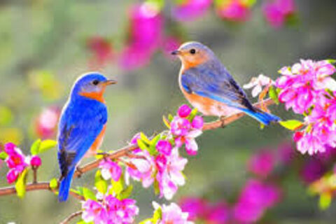 Spring Brings