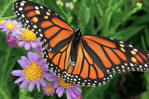 Butterflies Are Free