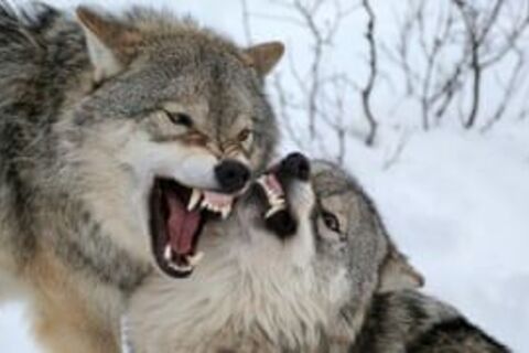 Naked among wolves