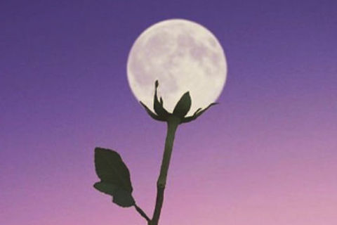 Moonstruck!
