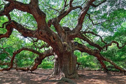 The magical old oak tree?‍♀️?‍♀️