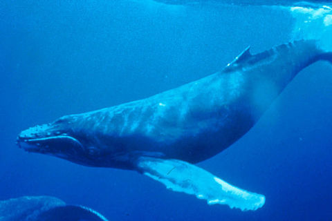Humpback Whales