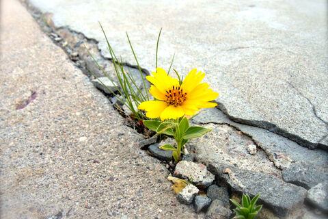 Flowers by the sidewalk