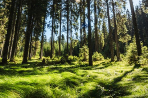 Nature takes us home