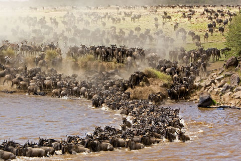 The great migration