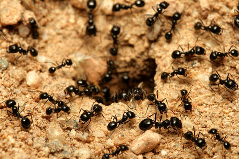 The humble ant