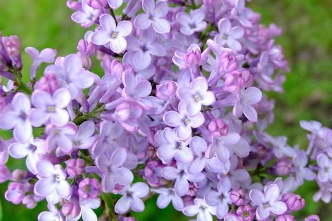 Lilac Time