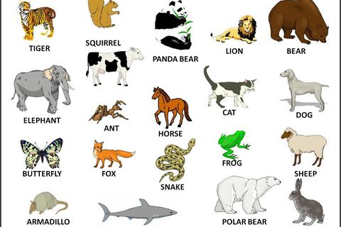 ANIMAL NAMES 