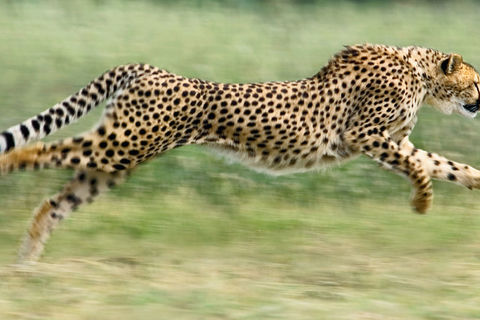 Cheetah run