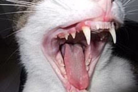 Snaggletooth The Snitch
