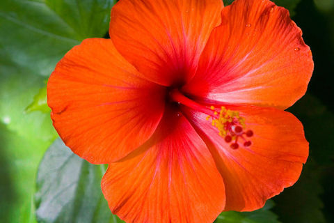 Hibiscus 