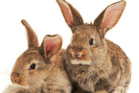 Quick As A Bunny