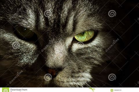 Kitty cat
