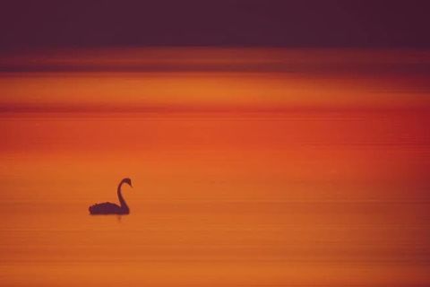 Sydney&#039;s Black Swan