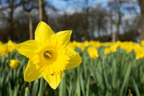 ‘We Salute You Daffodil’