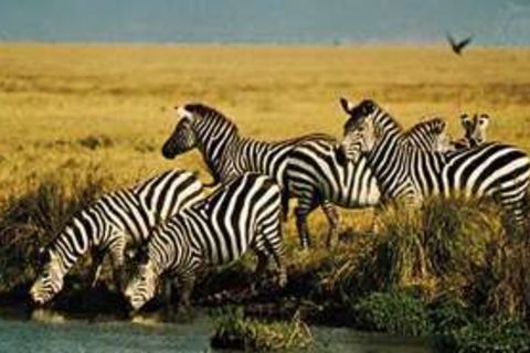 Zebras don&#039;t get ulcers