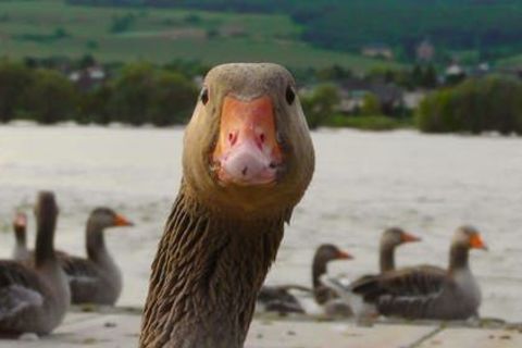 The Garrulous Goose ?