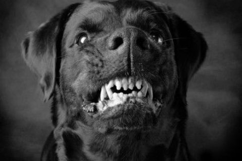 The black dog bites