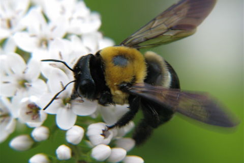 The sipping of the nectar