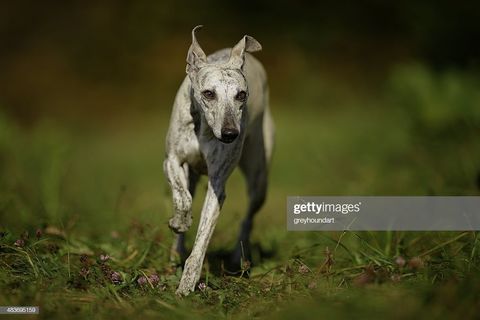 I ran like a Whippet ?