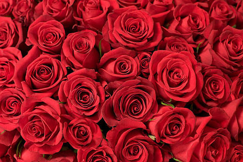 Rose Upon Your Lips