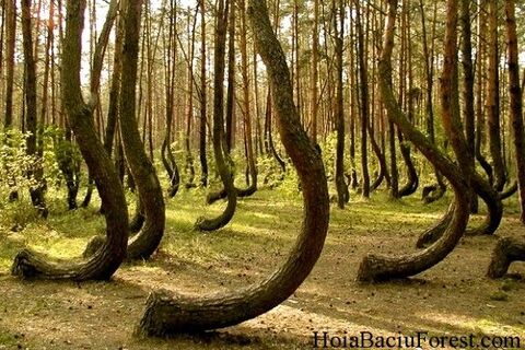 Hoia Baciu Forest