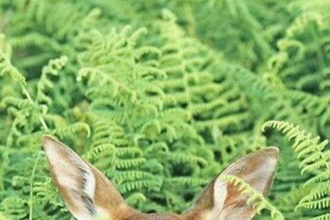 Doe