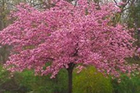 My Cherry Blossom Tree?