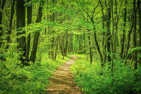 Emerald Forest