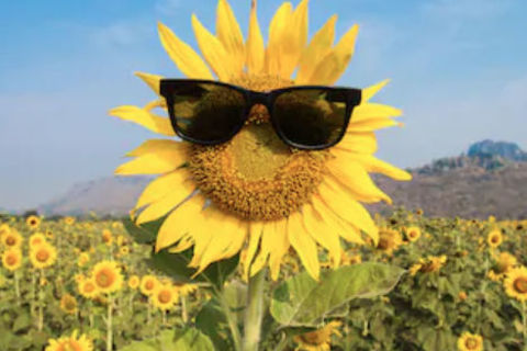 Sunshine
