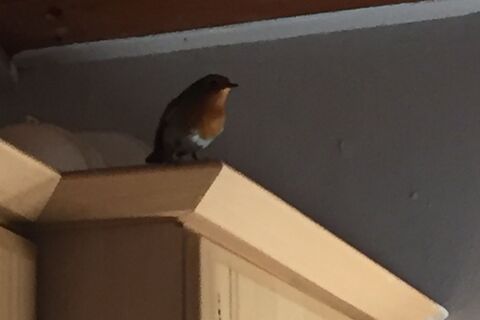 The Robin 