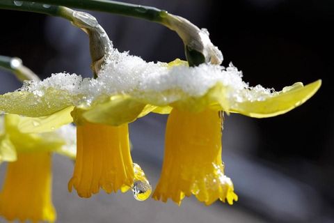 The struggle of a delicate daffodil ❄️